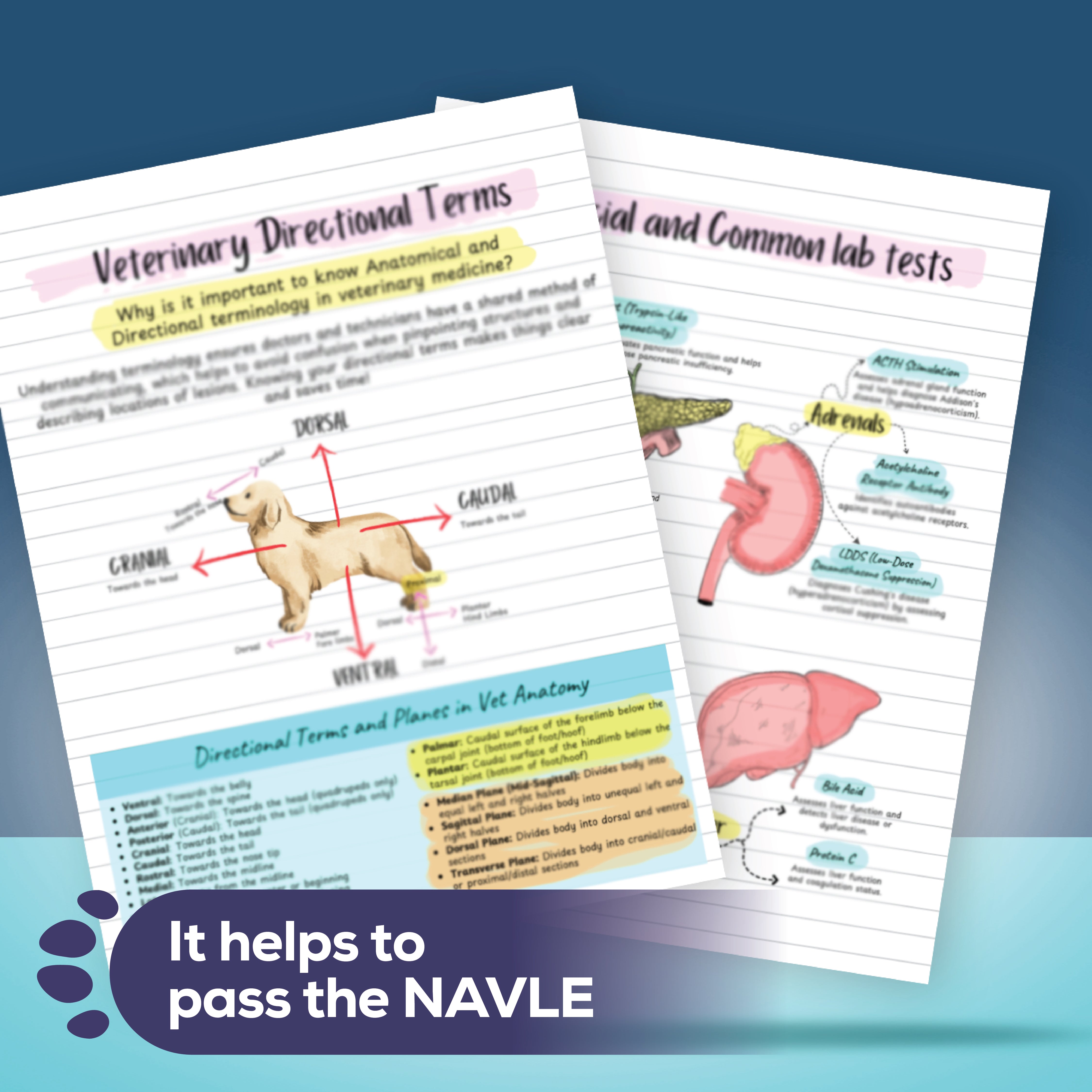 The Ultimate Vet Notes Bundle